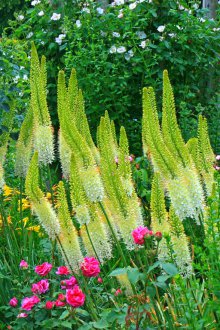 Еремур в градината
