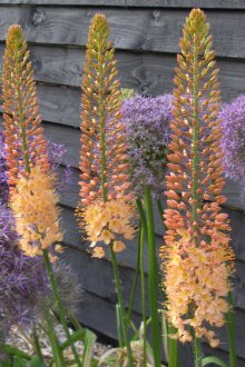 Грижа за Еремур