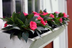 Garden balsam on the balcony