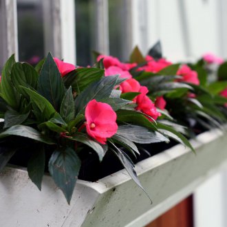 Градински балсам на балкона