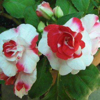 Градина с бял червен балсам