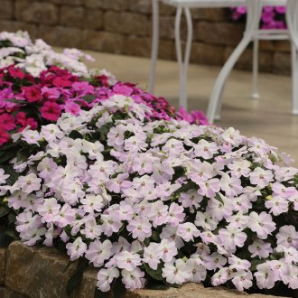 Градински балсам в страната