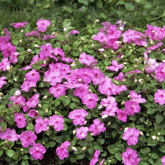 Балсамен градински лилав