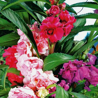 Градински балсам Camellia Градински балсам Camellia