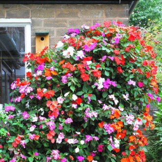 Градински балсам с малки цветя