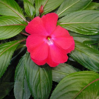 Балсам на Нова Гвинея