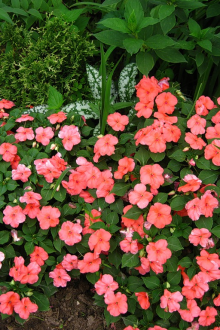 Балсам годишен