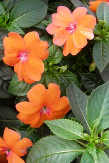 Балсам оранжев