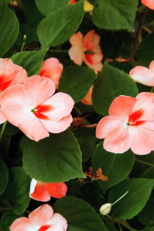 Засаждане на балсам