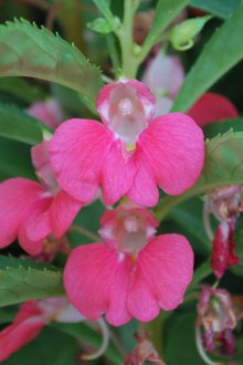 Розов балсам