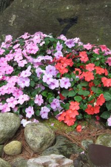 Балсам в градината