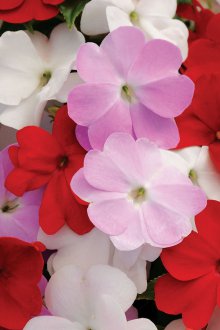 Балсам за семена