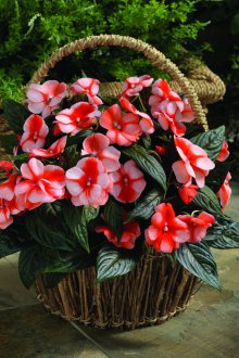 Грижа за балсам