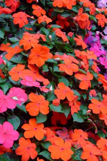 Валяк с балсам