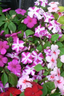 Отглеждане на балсам