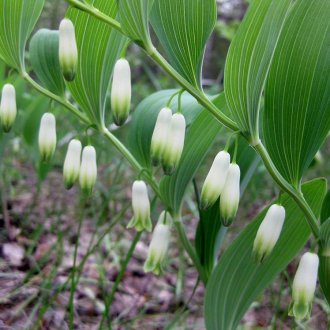 Купено ароматно