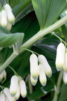 Купена лекарствена