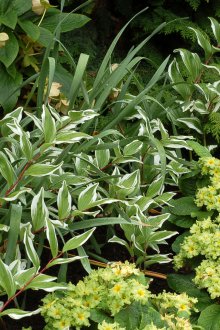 Закупени многоцветни