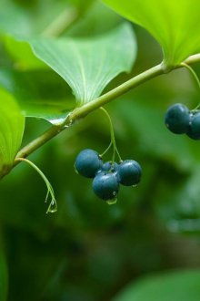 Купени плодове