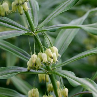 Сибирски купи