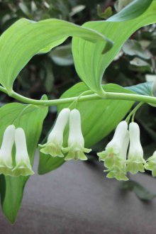 Грижа за закупено