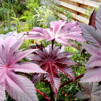 Рициново масло в градински декор