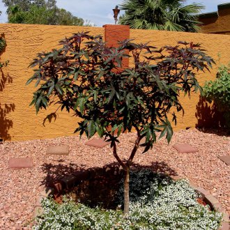 Рициново масло в озеленяване