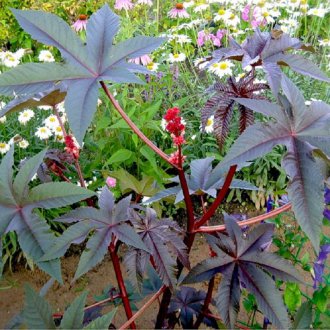 Рициново масло от Гибсън