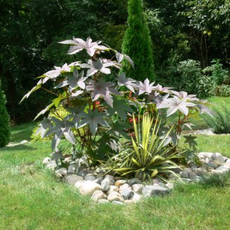 Рициново масло на цветна леха