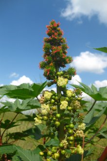 Плод на рибено зърно