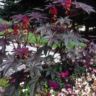 Рициново масло на място