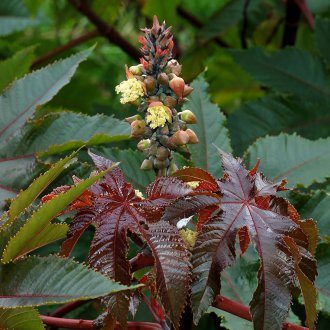 Грижа за рициново масло