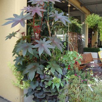 Рициново масло на верандата