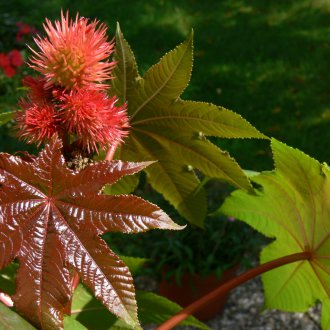 Рицинов фасул зазинбар