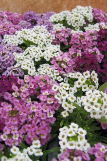 Alyssum
