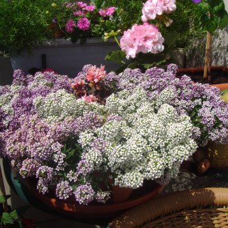 Lobularia на балкона