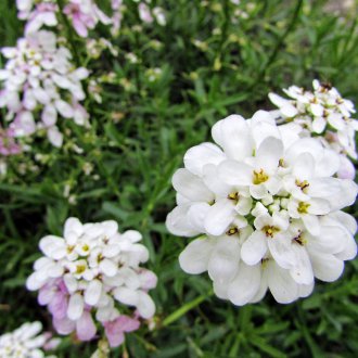 Бяла лобулария