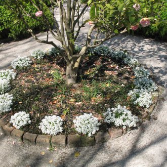 Лобулария под дървото