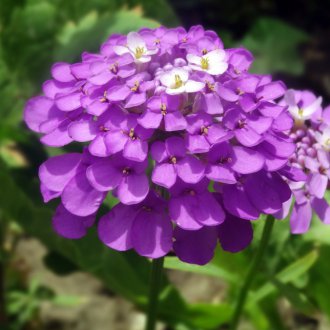 Лилава лобулария