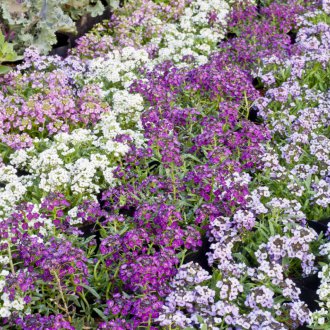 Лобуларно легло