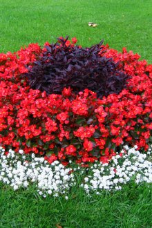 Червена лобулия