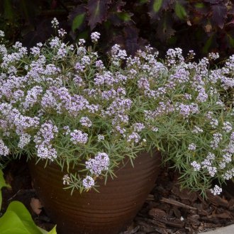 Lobulary Blasin принцеси