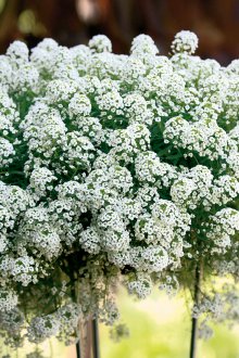Lobularia засаждане
