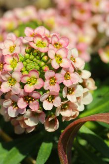 Розова лобулария