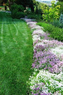 Лобулария в градината