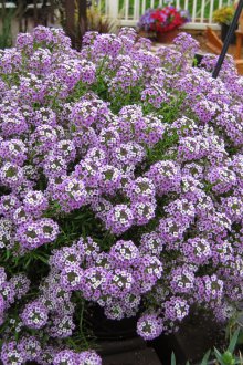 Отглеждане на лобуларии