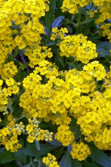 Жълта лобулия