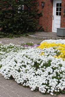 Иберис пред къщата