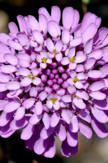 Лилав иберис