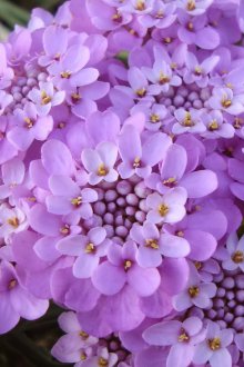 Иберис Гиблтар